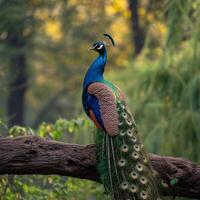 AI generated Peacock perched gracefully on a tree branch in a natural setting For Social Media Post Size photo