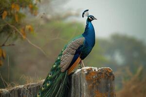 AI generated A regal peacock perches with pride against a textured stone photo