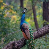 ai generado un majestuoso pavo real poses esmeradamente en un árbol rama para social medios de comunicación enviar Talla foto