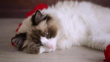 Young healthy beautiful purebred Ragdoll cat, on wooden background video