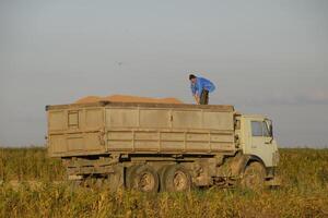 Combine pours grain into a truck. Rice harvest photo