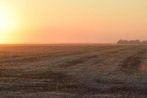 Harvesting by combines at sunset. photo