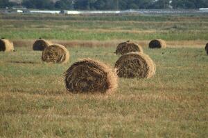 Haystacks in the field photo