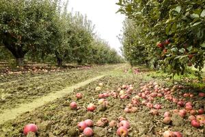 manzana huerta. filas de arboles y el Fruta de el suelo debajo t foto