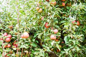 manzana huerta. filas de arboles y el Fruta de el suelo debajo el arboles foto