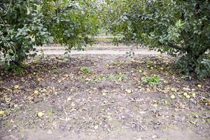 Apple orchard. Rows of trees and the fruit of the ground under t photo