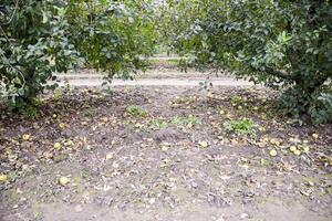 manzana huerta. filas de arboles y el Fruta de el suelo debajo t foto