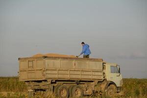 combinar vierte grano dentro un camión. arroz cosecha foto