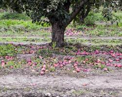 Apple orchard. Rows of trees and the fruit of the ground under t photo