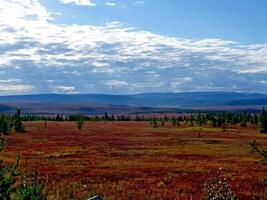 Forest tundra landscape in the summer. Taiga of Siberia. Yamal. photo