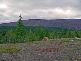 Forest tundra landscape in the summer. Taiga of Siberia. Yamal. photo