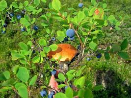 Edible mushrooms in the forest litter. Mushrooms in the forest-t photo