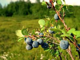 Blue berries of blueberries on bushes. Berries in the tundra photo