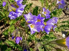 Violet flowers in the tundra. Summer meadow in the taiga. photo