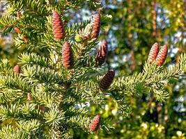 Branches of coniferous tree with cones. Cones on a branch. photo