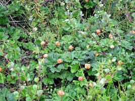 Berries cloudberries in the clearing. Tundra berries. photo