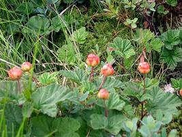 Berries cloudberries in the clearing. Tundra berries. photo