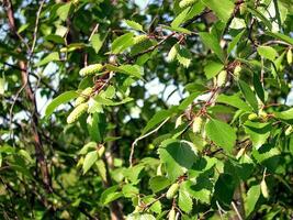 Birch brunes. Flowering birch. Earrings of birch. photo