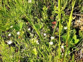 White flowers on a meadow in the tundra. Summer in the tundra. photo