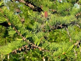 Branches of coniferous tree with cones. Cones on a branch. photo