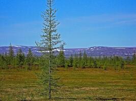 Forest tundra landscape in the summer. Taiga of Siberia. Yamal. photo