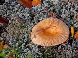 Edible mushrooms in the forest litter. Mushrooms in the forest-t photo