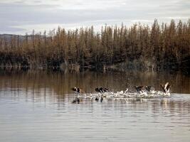 gris patos en el del Norte ríos salvaje pato. foto