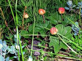 Berries cloudberries in the clearing. Tundra berries. photo