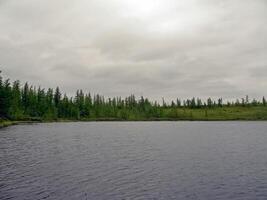 River landscape. Northern reindeer in summer forest. The sky, gr photo