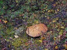 Edible mushrooms in the forest litter. Mushrooms in the forest-t photo