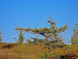 bosque tundra paisaje en el verano. taiga de Siberia. yamal. foto