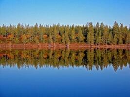 río paisaje. del Norte reno en verano bosque. el cielo, gramo foto