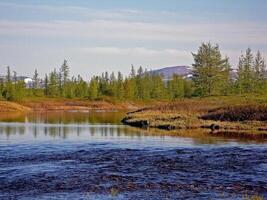 River landscape. Northern reindeer in summer forest. The sky, gr photo