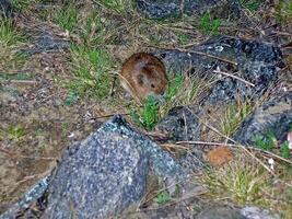 Lemming among dry grass and stones. tundra rodent. photo