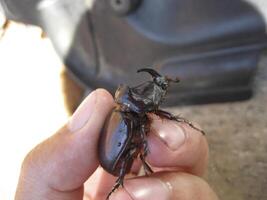 A rhinoceros beetle in a human hand. A large beetle with a horn photo