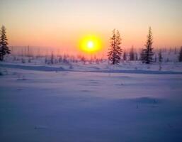 puesta de sol terminado el cubierto de nieve taiga yakuto taiga en el invierno. foto