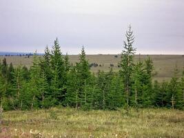 Forest tundra landscape in the summer. Taiga of Siberia. Yamal. photo