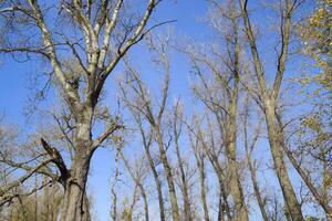 Autumn poplar trees shed their leaves. Fall in nature photo