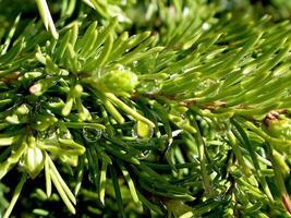 Flowering of coniferous tree. Christmas tree with young cones. R photo