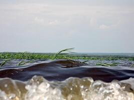 The edge of the water in the river near the shore. Grass in the photo