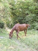 caballos en el madera. mantenimiento de caballos foto