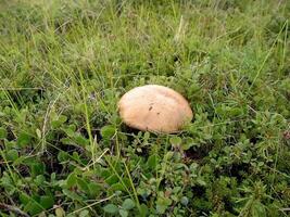 Edible mushrooms in the forest litter. Mushrooms in the forest-t photo