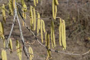 Flowering hazel hazelnut photo