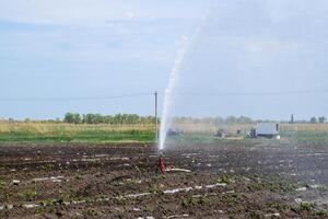 irrigación sistema en campo de melones riego el campos. aspersor foto