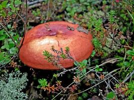 Edible mushrooms in the forest litter. Mushrooms in the forest-t photo