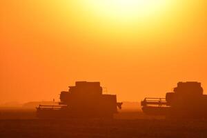 Harvesting by combines at sunset. photo