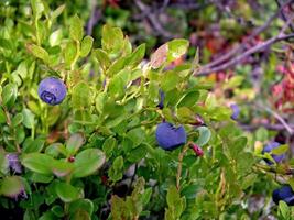 Blue berries of blueberries on the bushes. Berries in tundra photo