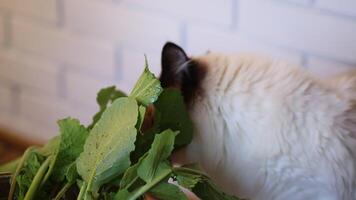 a young Ragdoll cat eats fresh herbs that are not intended for her from colander video