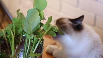 a young Ragdoll cat eats fresh herbs that are not intended for her from colander video