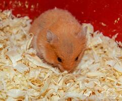 Hamster home in keeping in captivity. Hamster in sawdust. Red hamster photo